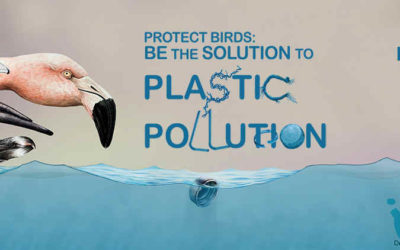 Всесвітній день мігруючих птахів 2019