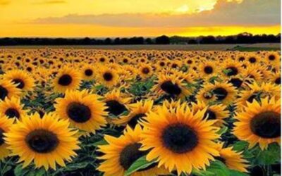 29 серпня. Історична довідка